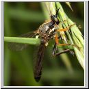 Dioctria rufipes - Raubfliege 02.jpg